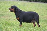 GESTATION - ROTTWEILER 008